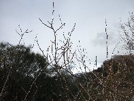 nte Cagliato-20110220 046